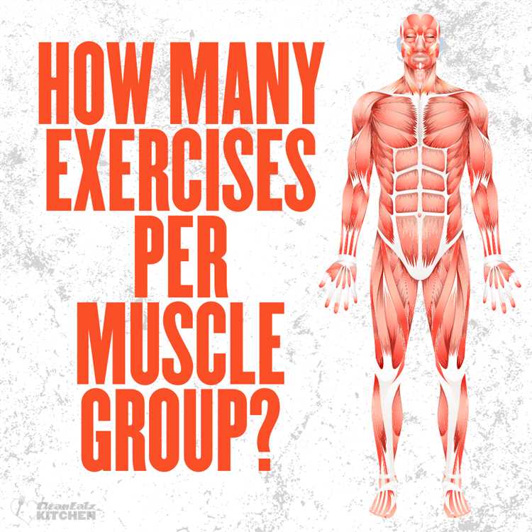 How Many Exercises Per Muscle Group: The Ultimate Guide