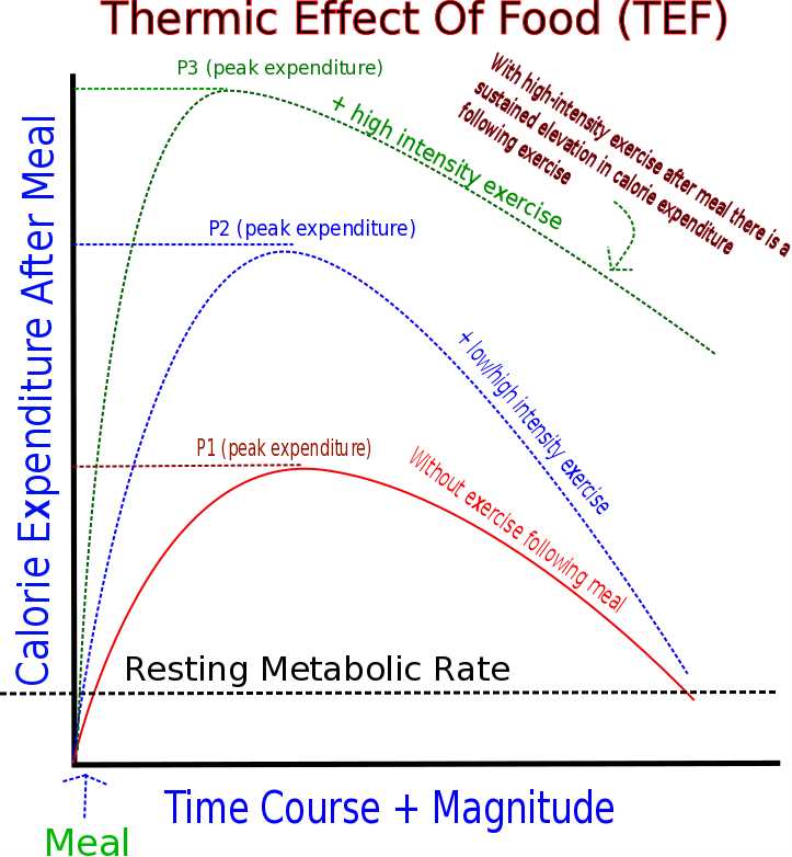 Understanding the Thermic Effect of Food and its Potential for Weight Loss